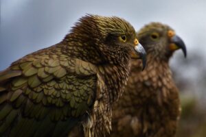 ケアマネージャーの転職サポートはどこに頼むべき？